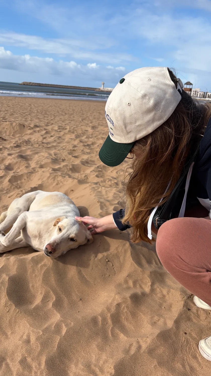 A friendly dog on the beach of Agadir