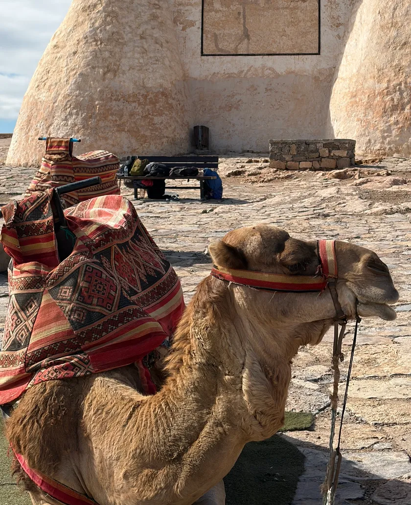 Camel by Agadir Oufella