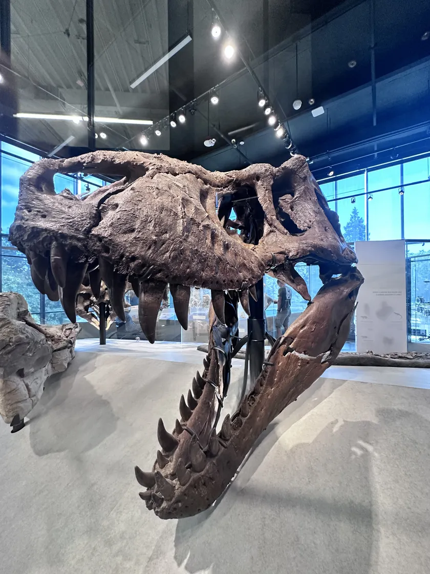 Tyrannosaurus rex skull fossil on display