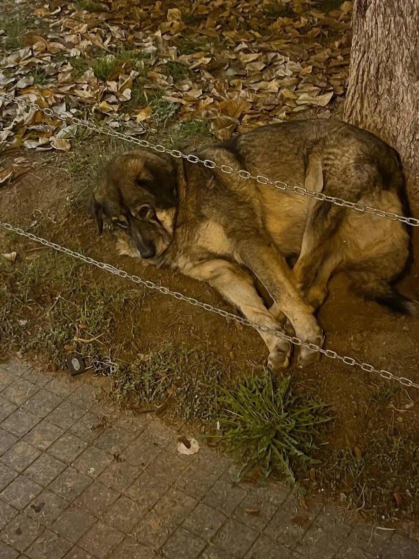 A dog resting under a tree by the sidewalk